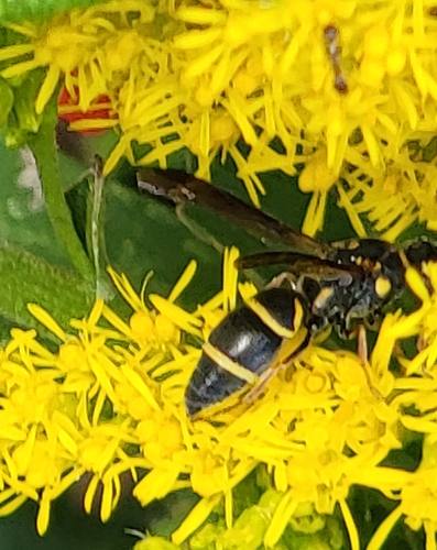 Potter wasp photo 6