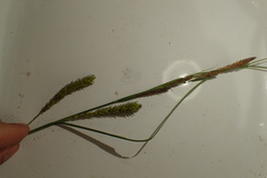 Carex hyalinolepis