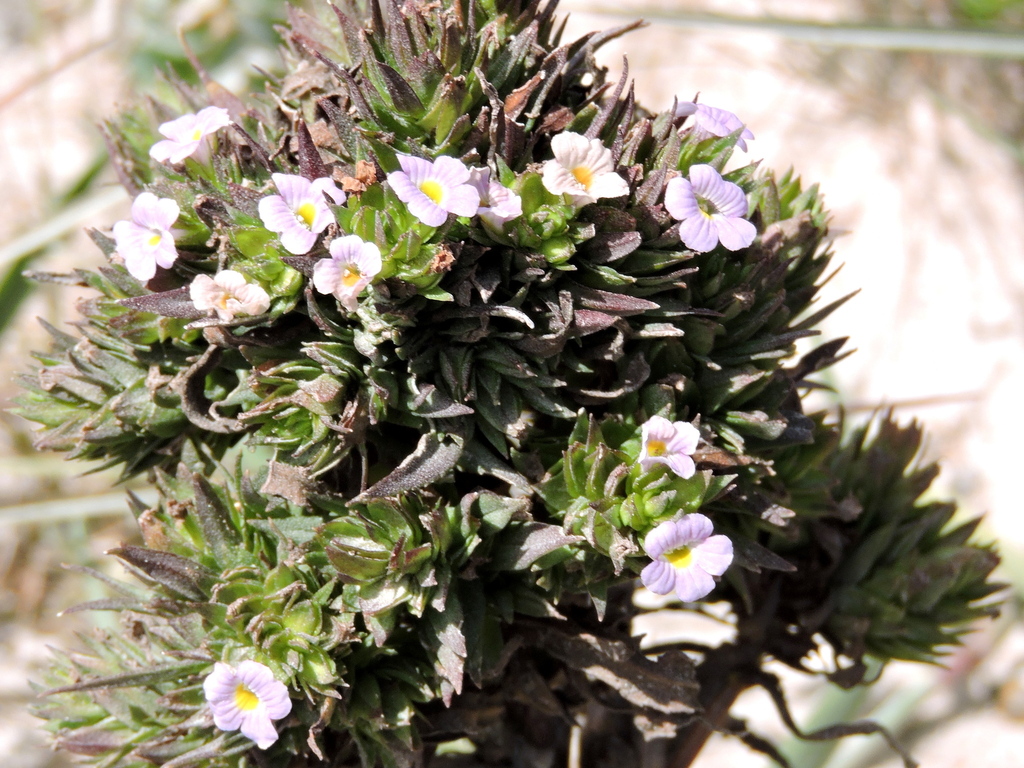 Bacopa imbricata