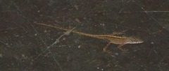 Anolis sagrei