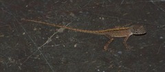 Anolis sagrei
