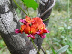 Kennedia coccinea
