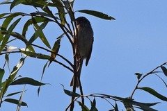 Emberiza