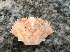 Charybdis hellerii