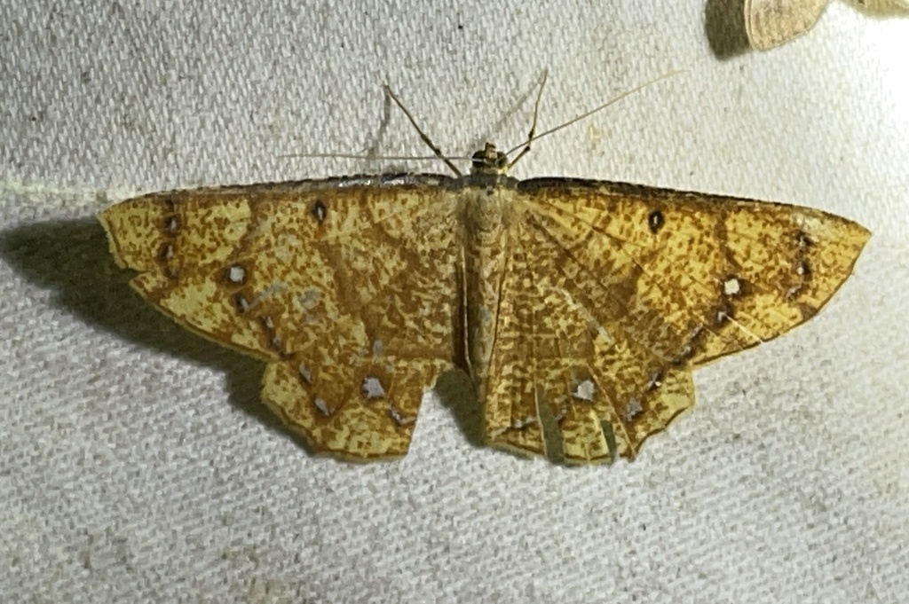 Melinoessa asteria