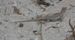 Sceloporus cozumelae