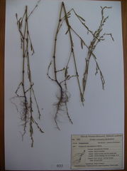 Polygonum ramosissimum