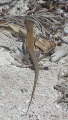 Aspidoscelis cozumela