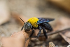 Xylocopa minor