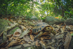 Indotestudo elongata