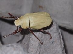 Cyphochilus apicalis