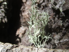 Ramalina fraxinea