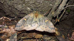 Ormiscodes amphimone