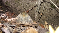 Ormiscodes amphimone