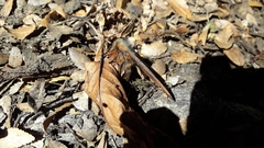 Ormiscodes amphimone