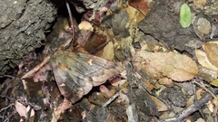 Ormiscodes amphimone