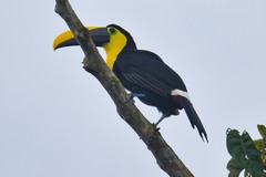 Ramphastos brevis