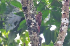 Dendrocincla fuliginosa