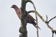 Patagioenas subvinacea