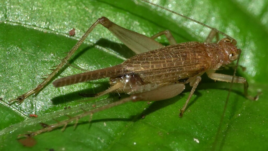 Amusurgus oedemeroides