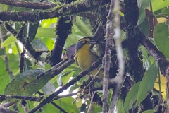 Vireolanius leucotis