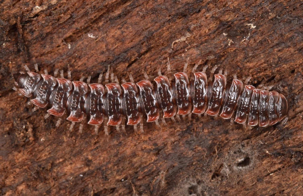 Pink Flat-backs