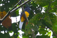 Trogon chionurus