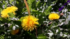 Taraxacum officinale