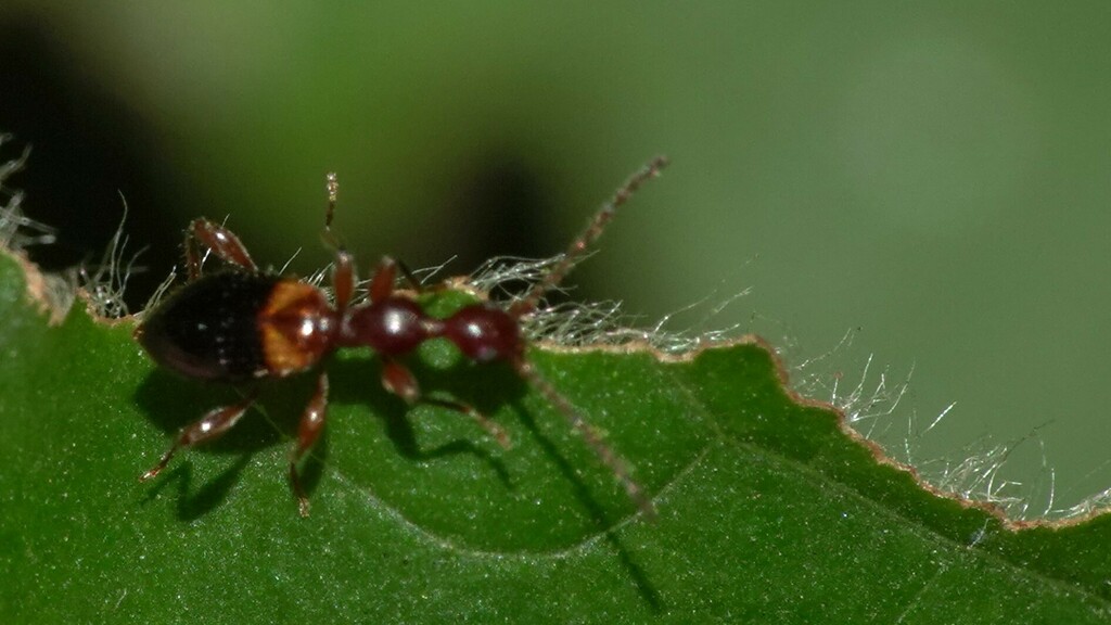 Anthelephila bramina from BNHS CEC on October 15, 2023 at 1049 AM by