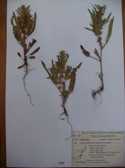 Rumex maritimus