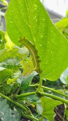 Macroglossum corythus