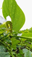 Macroglossum corythus