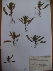 Rumex maritimus