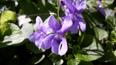 Viola odorata