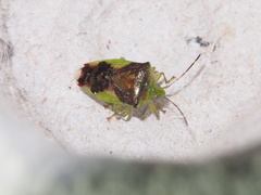 Elasmostethus nubilus