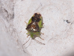 Elasmostethus nubilus