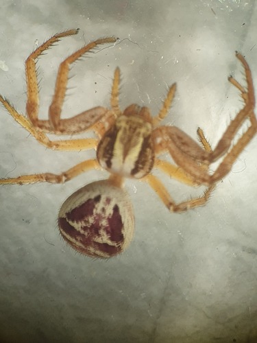 Xysticus slovacus