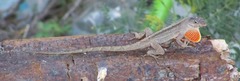 Anolis sagrei sagrei