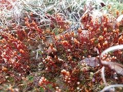 Pogonatum brachyphyllum