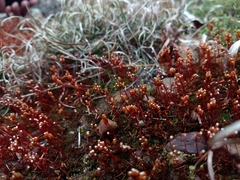 Pogonatum brachyphyllum