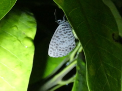 Leptotes cassius