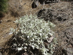 Sideritis oroteneriffae