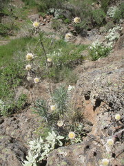 Carlina xeranthemoides