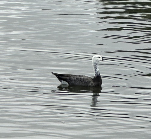 Ross's × Barnacle Goose