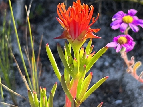 Image of Lampranthus fergusoniae by (c) Charleen Brunke, some rights reserved (CC BY)
