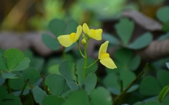 Utricularia aurea