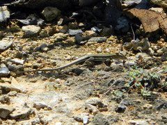 Pholidoscelis griswoldi