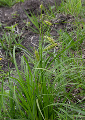 Carex cherokeensis