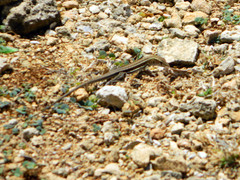 Pholidoscelis griswoldi