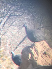 Numida meleagris mitratus